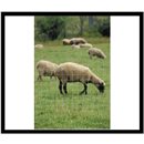 Clôture pour moutons & chèvres